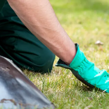 Ce arbori să eviți să plantezi în grădina casei. Arată spectaculos, dar pot deveni periculoși în timp