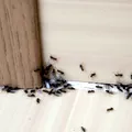 Apar tot timpul furnici în casă? Iată cum să scapi de ele, fără soluții toxice
