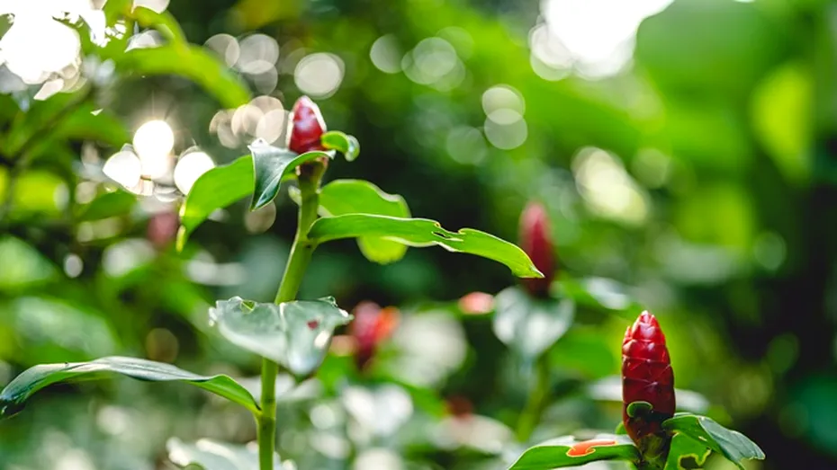 Cum poți salva recolta de ardei. Metode simple prin care poți ajuta întreaga recoltă