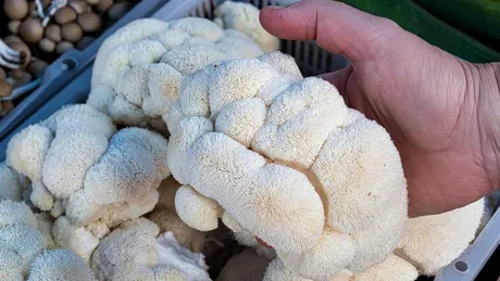 Singura ciupercă cu gust de fructe de mare care reduce trigliceridele. E bună și pentru slăbit, creier și starea de spirit