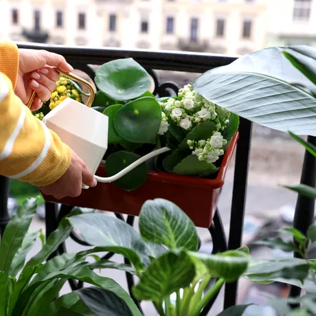 Adio cu plantele în ghivece de plastic! Schimbări radicale în reglementările din Uniunea Europeană