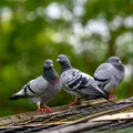 Culoarea care sperie porumbeii. Ce să pui în curte să nu mai vină în jurul casei tale