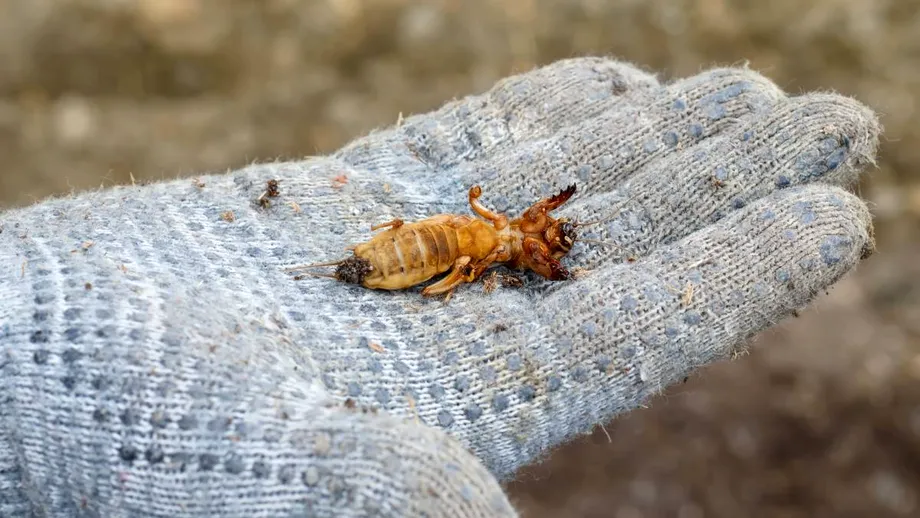 Cum să elimini coropișnițele cu detergent de vase. Răsadurile vor scăpa neatinse!