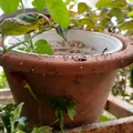 Ai observat furnici în ghivecele cu flori? Cum să scapi de aceste insecte pentru a proteja planta