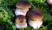 Ciupercile pot inlocui carnea in regimurile de slabit