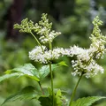 Crețușca, planta considerată „aspirina naturală”. Ce beneficii are și cum se consumă