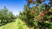 Ce trebuie să adaugi primăvara la rădăcina merilor? Așa vei avea cea mai bogată recoltă