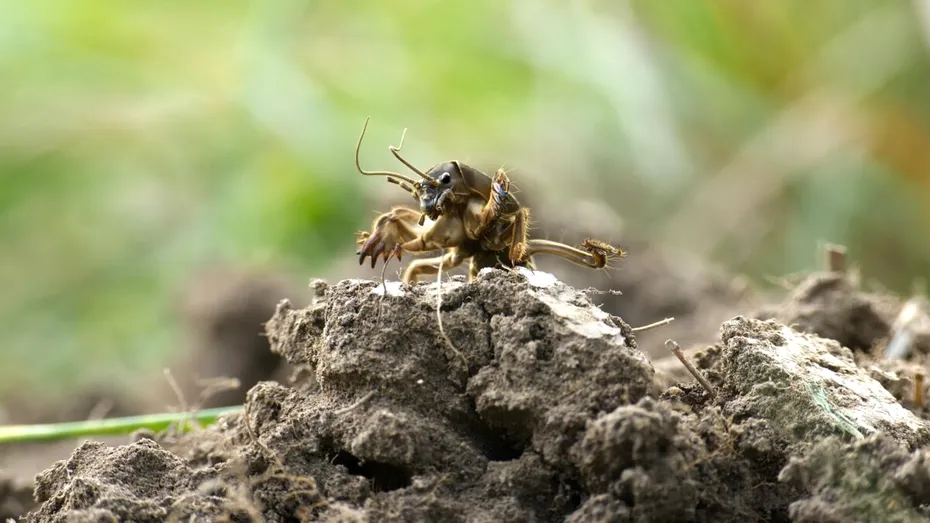 Combaterea coropișnițelor la început de primăvară, cu o soluție naturală. Rețeta virală a unui fermier român