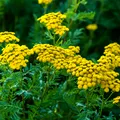 Planta banală pe care o vezi peste tot în România, dar puțini îi știu adevăratele întrebuințări. E folosită des în medicina tradițională