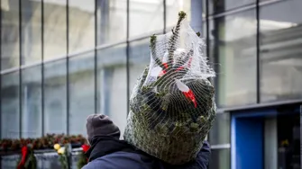 Cum scoți rășina de brad din haine. Metode naturale și eficiente