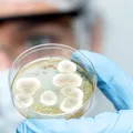 Bacteria care a eliminat complet tumorile după o singură doză