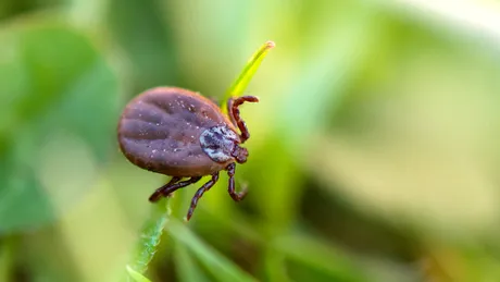 „Boala cu o mie de fețe”, pericolele care pot apărea dacă este lăsată netratată