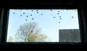 Trucul simplu care alungă instant muștele din casă. Pune acest aliment din bucătărie pe pervaz