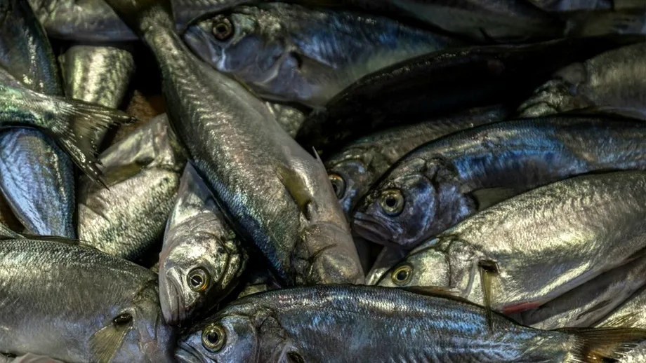 Peștele din Marea Neagră pe care nu mulți oameni îl mănâncă. Are oase puține și o carne mult mai gustoasă decât a somonului