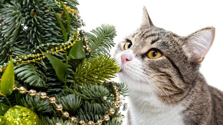 Bradul de Crăciun, „jucăria” preferată a pisicilor VIDEO