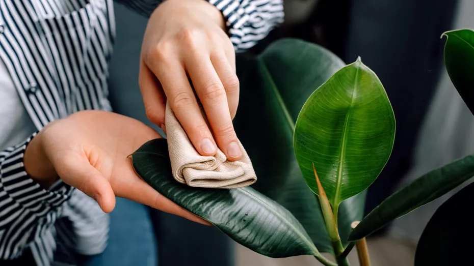 Cu ce să ștergi frunzele plantelor ca să lucească natural, fără ulei