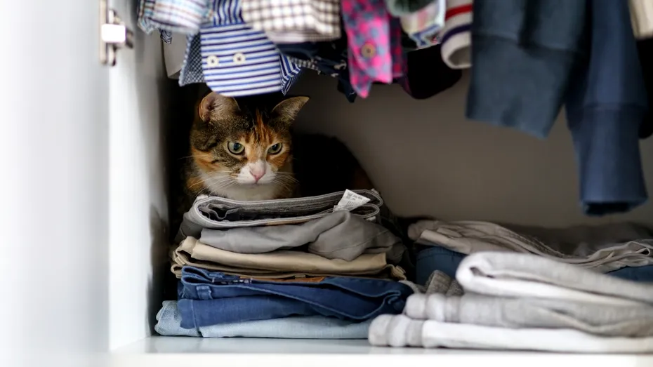 Părul de animale, un pericol ascuns pentru sănătate și pentru mașina de spălat. Trucul simplu care te scapă de problemă