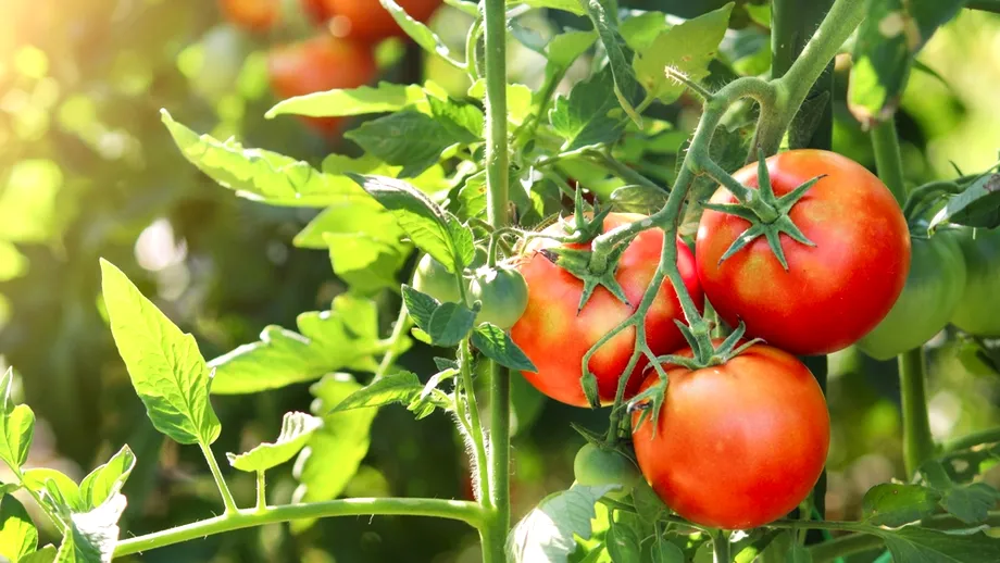 De ce se încrețesc, de fapt, frunzele la roșii în timpul verii. Cum le poți salva