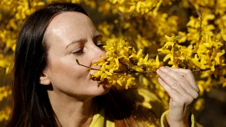 Forsythia sau „ploaia de aur” - ce beneficii are această plantă medicinală cu flori galbene