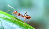 Trucuri naturale împotriva dăunătorilor din grădină: ce funcționează cu adevărat și ce e mit