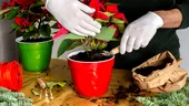 Cum să fertilizezi Crăciunița cu zaț de cafea. Va înflori spectaculos