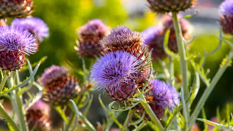 6 plante care purifică ficatul și rinichii de toxine. Elimină inclusiv metalele grele din sânge