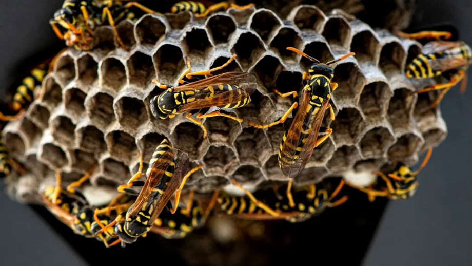 Cum scapi de viespi din curte cu metode naturale: Plante repelente, spray-uri și capcane eficiente