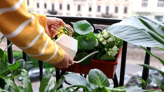 Adio cu plantele în ghivece de plastic! Schimbări radicale în reglementările din Uniunea Europeană