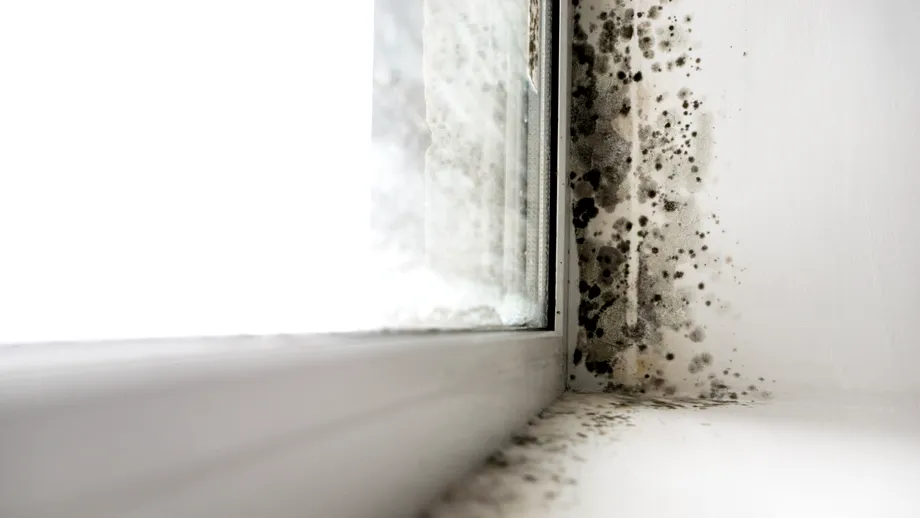 Mucegai în casă? Cum îl îndepărtezi pentru totdeauna, fără soluții complicate