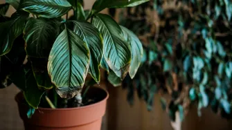 Cum îți faci plantele de apartament să înflorească mai repede. Trucurile simple recomandate de experți