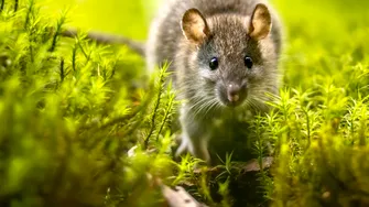 Ingredientul ieftin din bucătărie care ține șobolanii departe de grădină. Soluția naturală recomandată de experți!