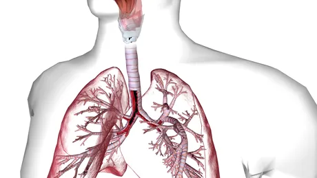 Bronhoscopia - ce este, când e indicată, cum te pregătești pentru această investigație
