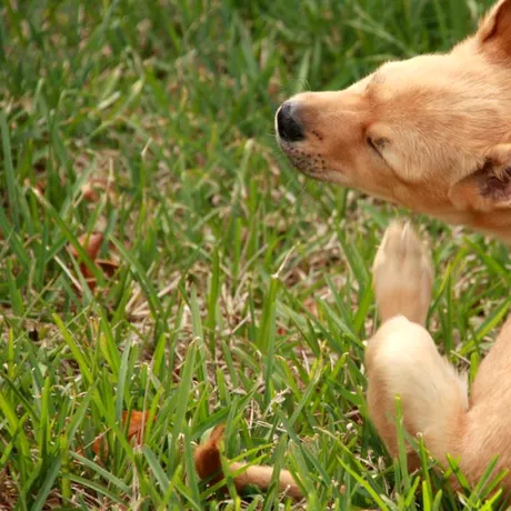 Cum să scapi de puricii din curte, mai ales dacă ai animale de companie. Trucul care îi face să dispară în 48 de ore