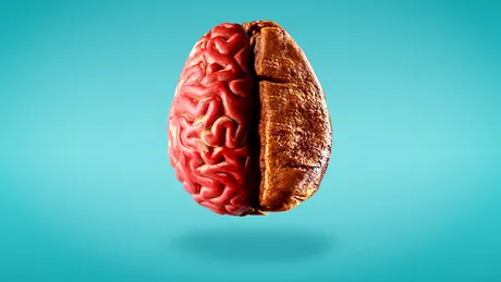 8 alimente care opresc atrofierea creierului