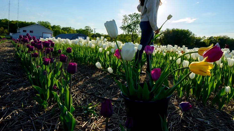 Ce trebuie să faci cu bulbii de lalele după ce florile s-au ofilit. Trucul ingenios al grădinarilor cu experiență
