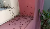 Ce ulei să folosești să scapi de furnici: e bun și împotriva muștelor, termitelor sau căpușelor