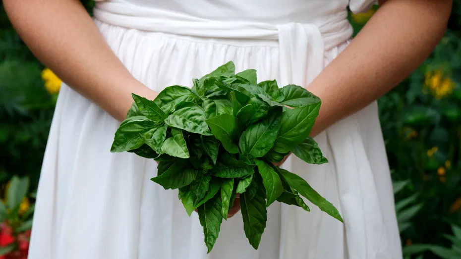 De ce e bine să arzi frunze de busuioc în locuință | Efectele nebănuite ale acestei plante aromatice