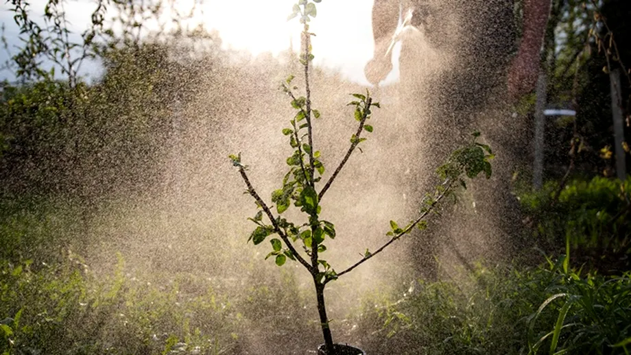 Copacii „toxici” din grădina ta. Ce arbori NU ar trebui să plantezi lângă casă