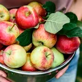 Cojile de măr, îngrășământ natural pentru grădină! Rețeta naturală care face minuni pentru plante