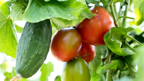 Trucul pentru roșii și castraveți uriași. Cum să le fertilizezi până la sfârșitul verii, pentru o recoltă impresionantă