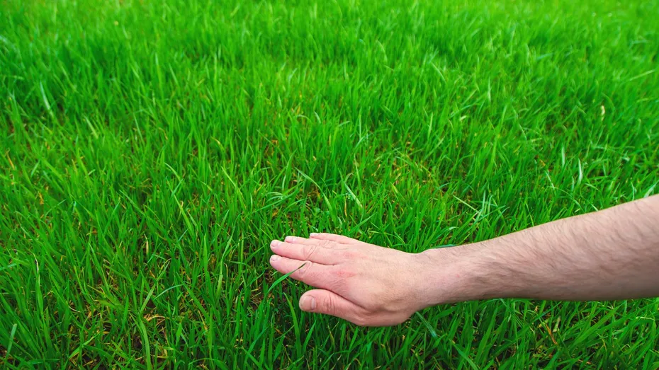 De ce să arunci zahăr pe gazon în această primăvară! Recomandarea neașteptată de la grădinari