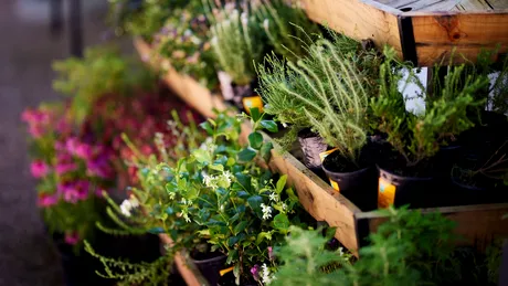 Planta pierdută de 2000 de ani, care valora mai mult decât aurul. Are proprietăți medicinale uimitoare