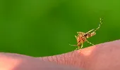 Ce trebuie să adaugi pe plasele de la geamuri ca să ții insectele la distanță. Trucul natural pe care e musai să-l pui în aplicare vara