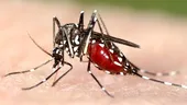 Informaţiile despre virusul Zika, 