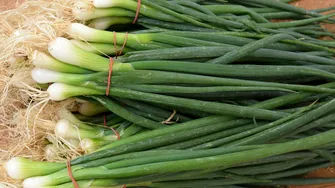 Cum să crești ceapă verde în pahar, fără pământ și fără efort