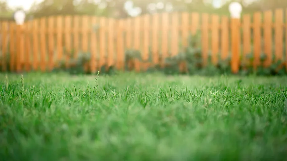 Soluția naturală și ieftină pentru un gazon de invidiat. Ingredientul pe care să-l adaugi neapărat în luna august