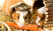 Hamsterii si porcusorii de Guineea – cum ii ingrijim