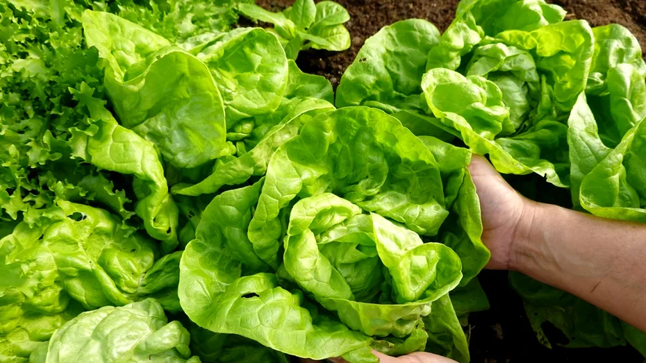 Rețeta tradițională de ciorbă de salată verde care se face în mai puțin de 30 de minute