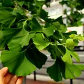 Ginkgo biloba: beneficii, limite și ce trebuie să știi înainte să îl folosești
