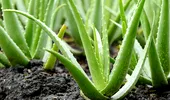 Cum să plantezi Aloe Vera acasă. Unde trebuie poziționată, de fapt